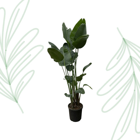 Strelitzia Nicolai XXL - 250 cm - Forest Plants