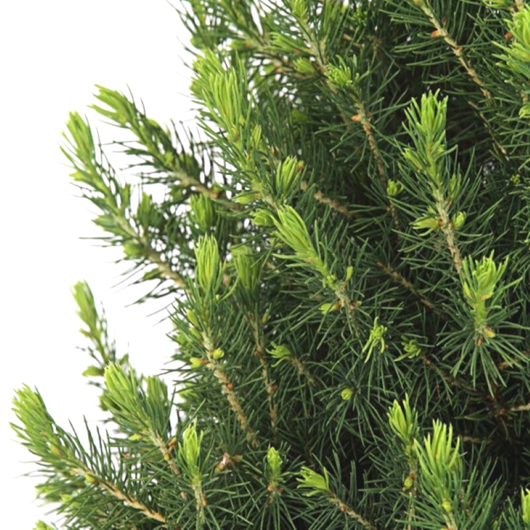 Kleine Kerstboom in 'Merry Christmas' zak blauw - ↕ 70 cm - Picea Glauca Conica - Sterren Lampjes met batterijen