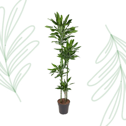 Dracaena Janet Lind - 180 cm - Forest Plants