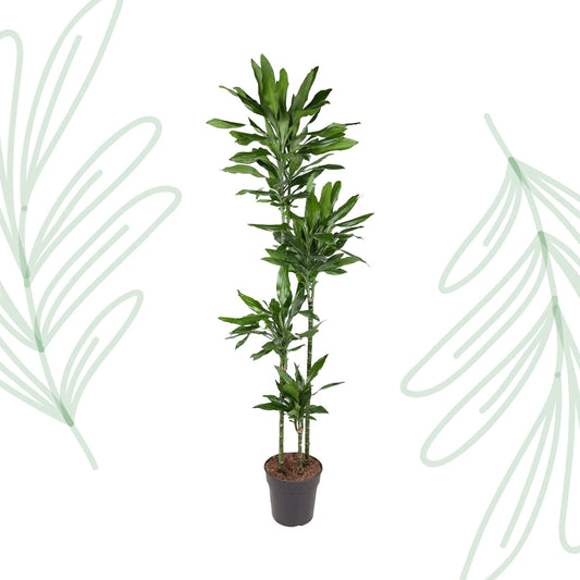 Dracaena Janet Lind - 180 cm - Forest Plants