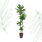 Dracaena Janet Lind - 180 cm - Forest Plants