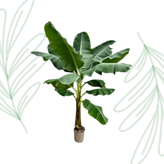 Bananenplant (Musa) - 250 cm - Forest Plants
