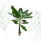 Bananenplant (Musa) - 250 cm - Forest Plants