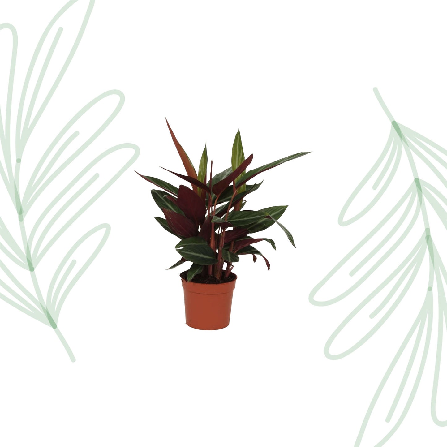 Calathea Stripestar - 40 cm