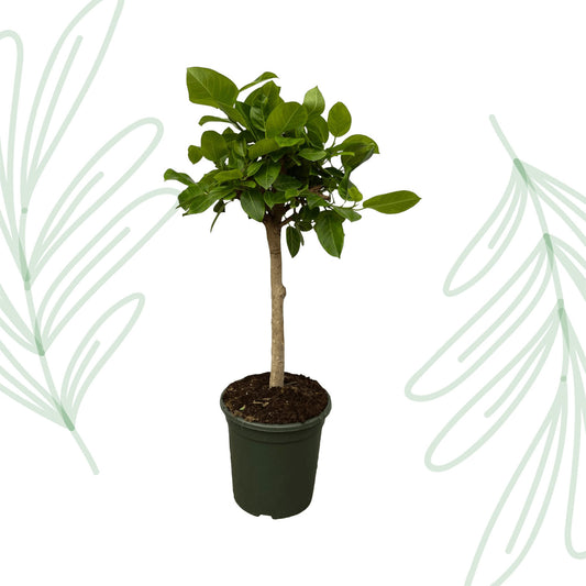 Ficus Altissima variegata - 100 cm