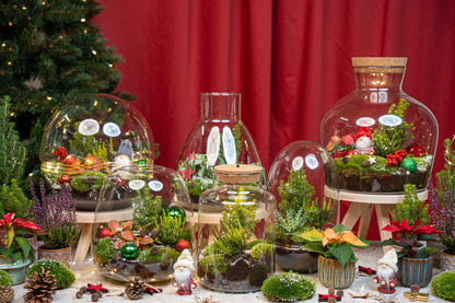 Holly Christmas terrarium - Bottle garden DIY kit - Ø 29 cm ↕ 30 cm