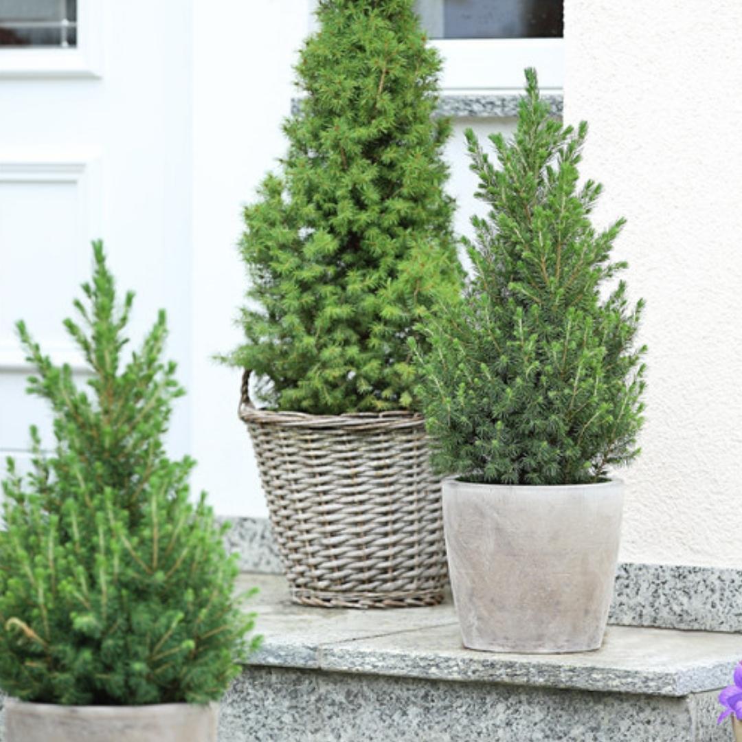 Kleine Kerstboom in pot - Picea glauca Conica - Ø19 cm ↕ 70 cm