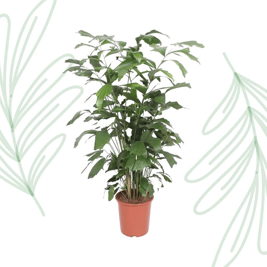 Caryota Mitis - 140 cm - Forest Plants