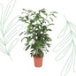 Caryota Mitis - 140 cm - Forest Plants