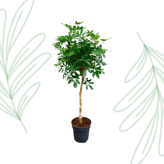 Schefflera op stam - 170 cm - Forest Plants