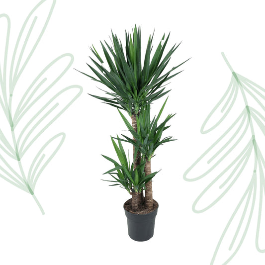 Yucca Elephantipe - 140 cm - Forest Plants