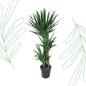 Yucca Elephantipe - 140 cm - Forest Plants