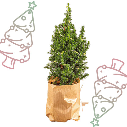 Mini-kerstboom - Chamaecyparis - ↕ 25-30 cm + LED-lichtjes