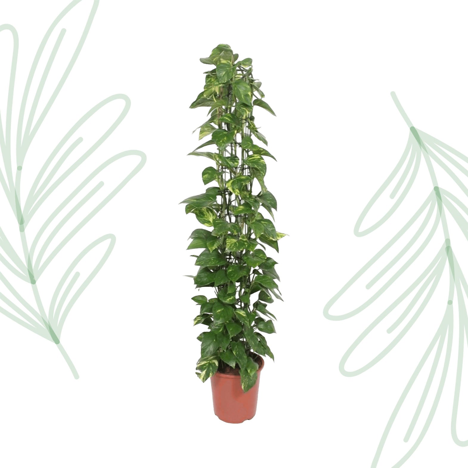 Epipremnum Aureum gaasrek - 160 cm - Forest Plants
