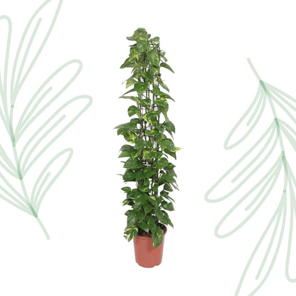 Epipremnum Aureum gaasrek - 160 cm - Forest Plants