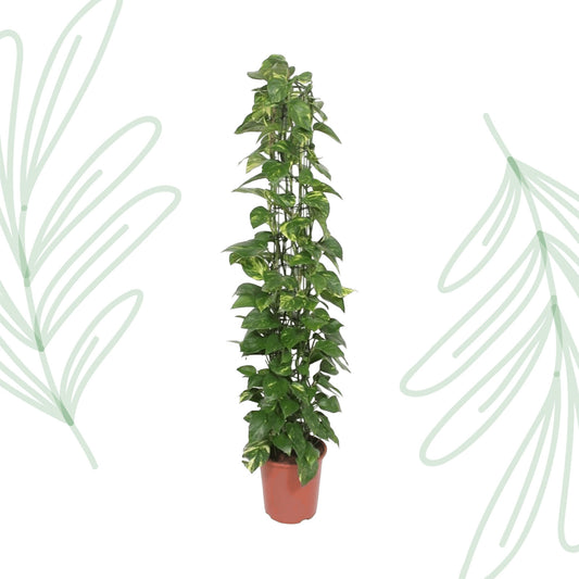 Epipremnum Aureum gaasrek - 160 cm - Forest Plants