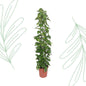 Epipremnum Aureum gaasrek - 160 cm - Forest Plants