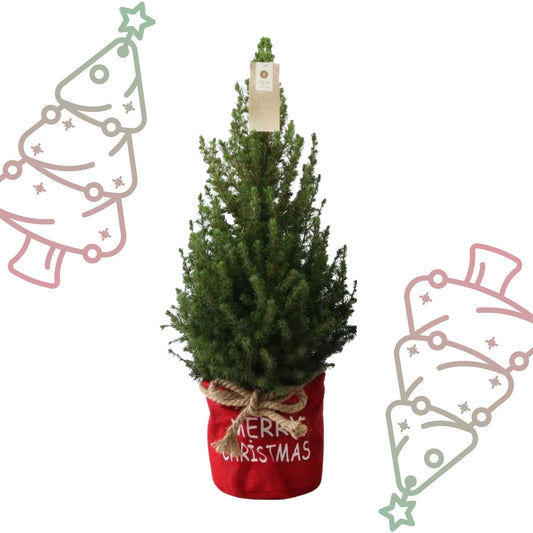Kleine Kerstboom in 'Merry Christmas' zak rood - ↕ 70 cm - Picea Glauca Conica