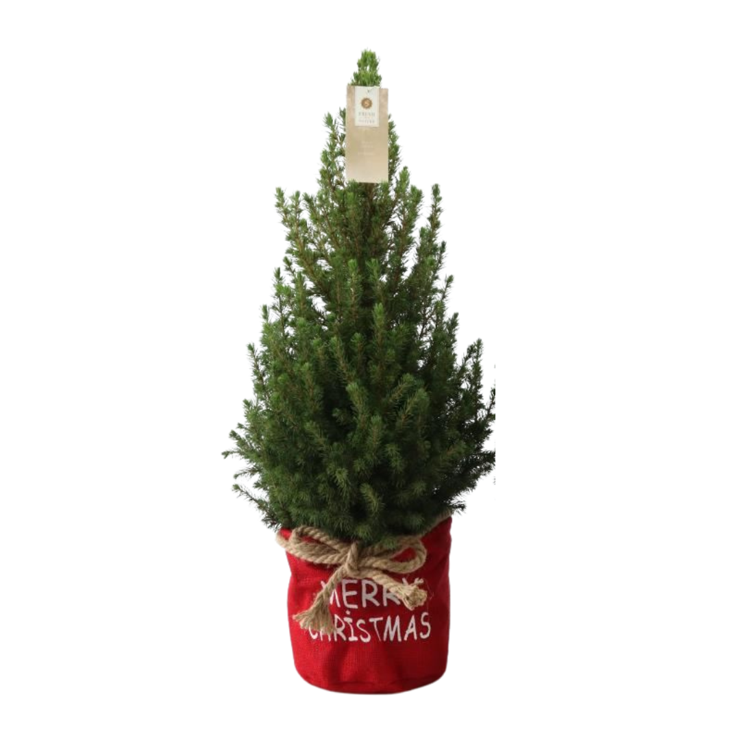 Kleine Kerstboom in 'Merry Christmas' zak rood - ↕ 70 cm - Picea Glauca Conica