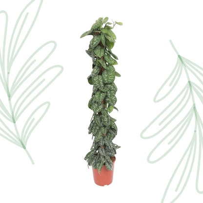 Scindapsus Pictus Trebie mosstok - 160 cm - Forest Plants