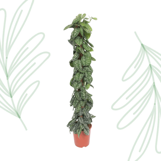 Scindapsus Pictus Trebie mosstok - 160 cm - Forest Plants