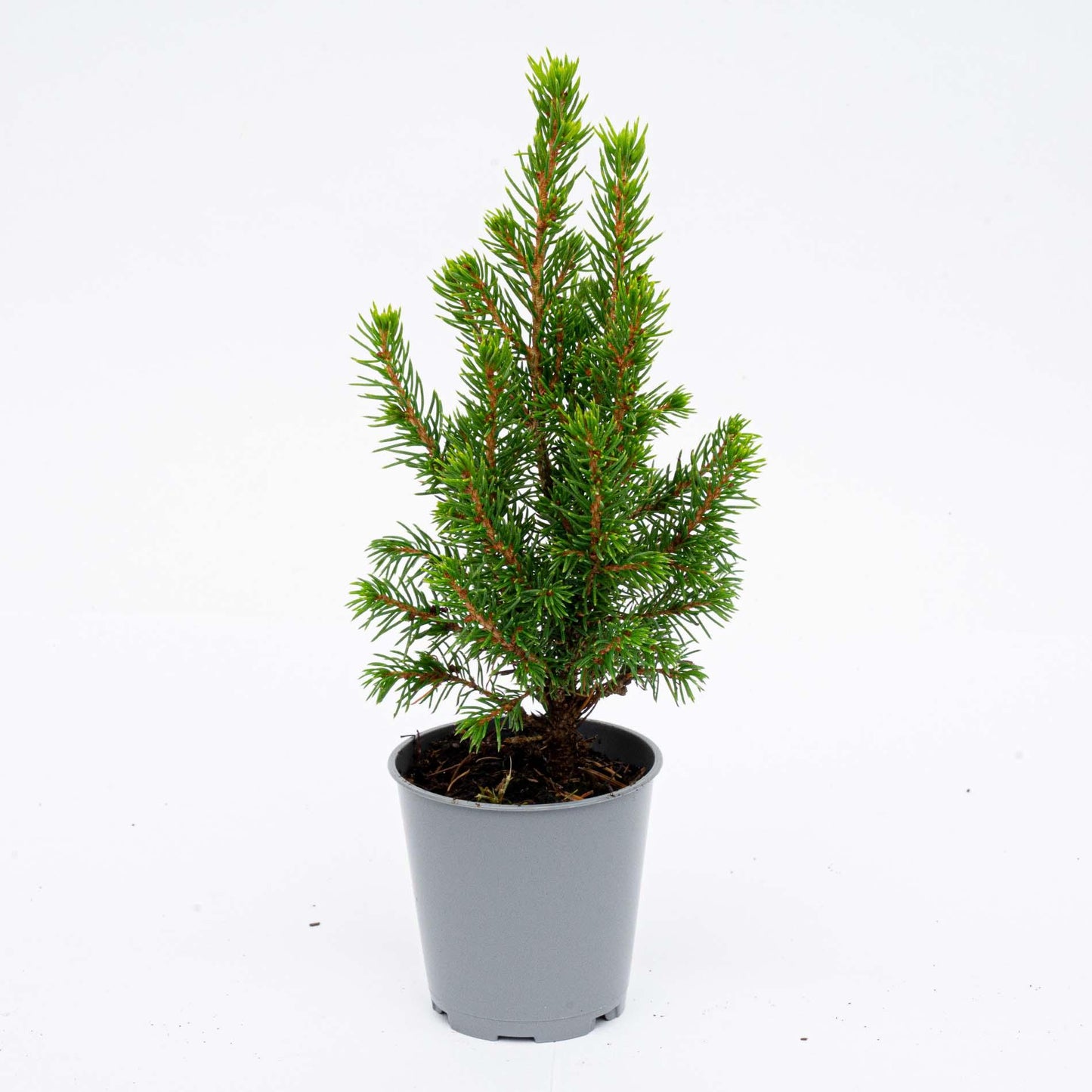 12x Mini-kerstboom - Picea Glauca Perfecta - Ø 6 cm ↕ 15-20 cm