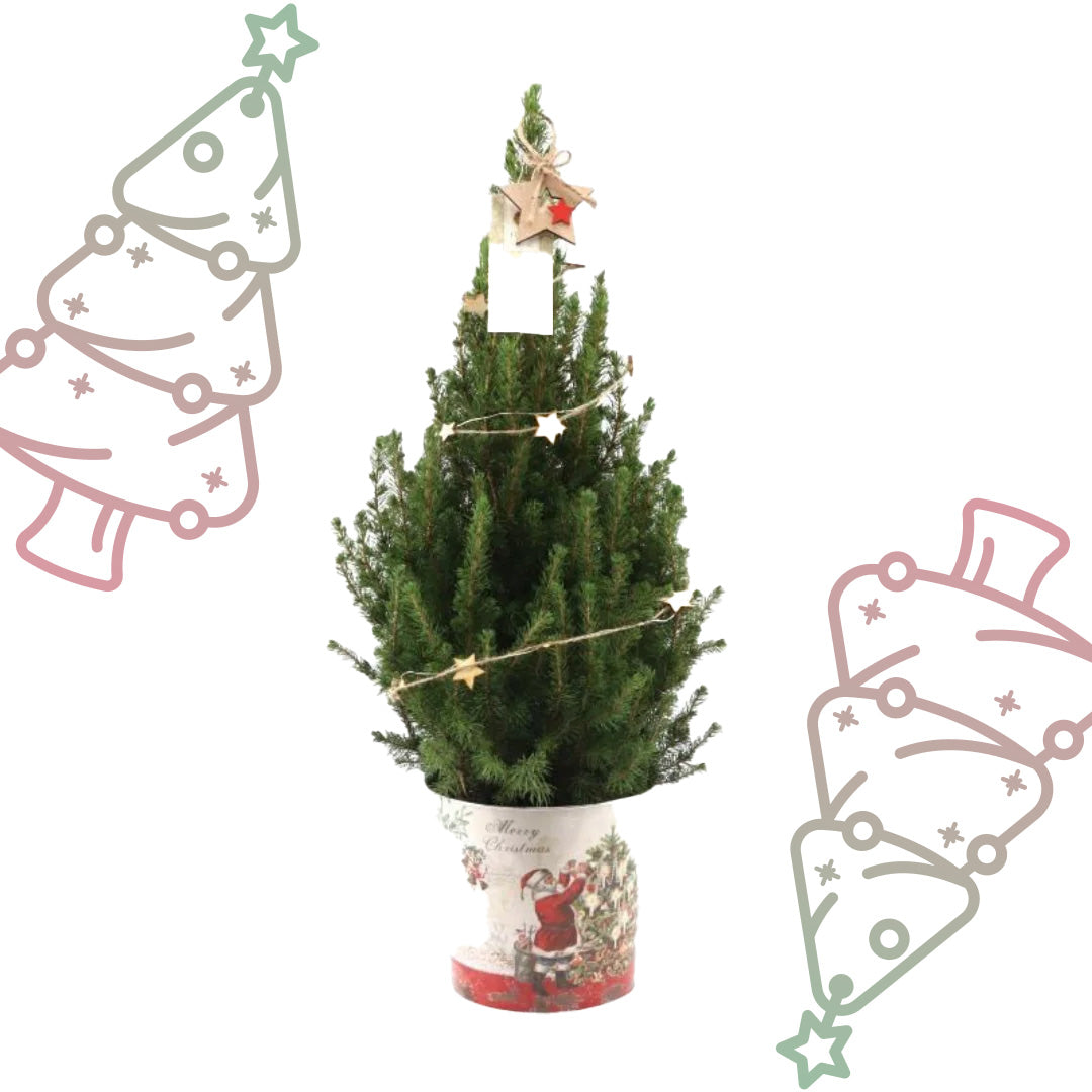 Kleine Kerstboom in Kerstmis sierpot - ↕ 70 cm - Picea Glauca Conica - Sterren Lampjes met batterijen