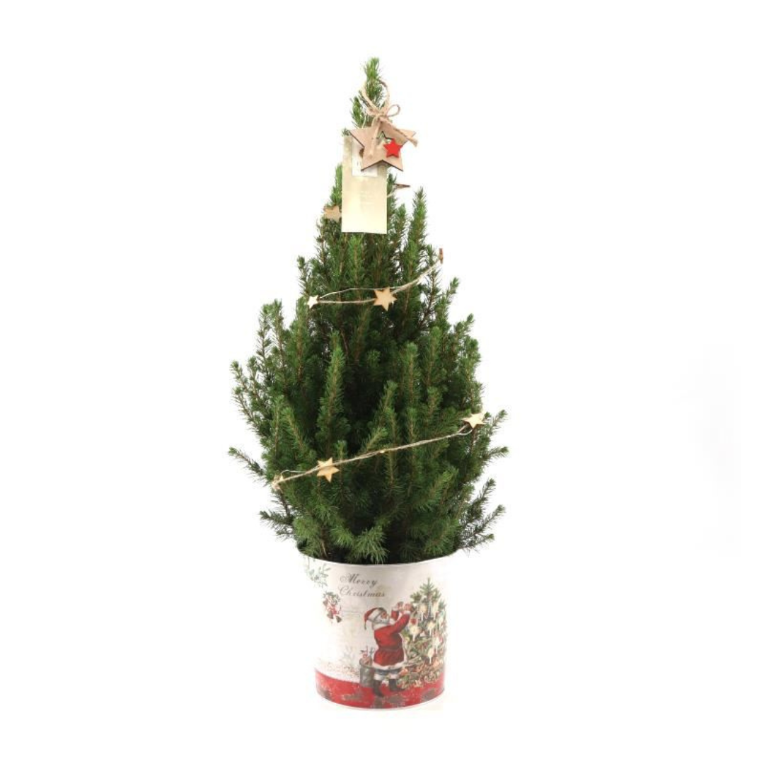 Kleine Kerstboom in Kerstmis sierpot - ↕ 70 cm - Picea Glauca Conica - Sterren Lampjes met batterijen