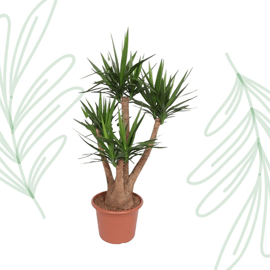 Yucca Elephantipes vertakt - 170 cm - Forest Plants