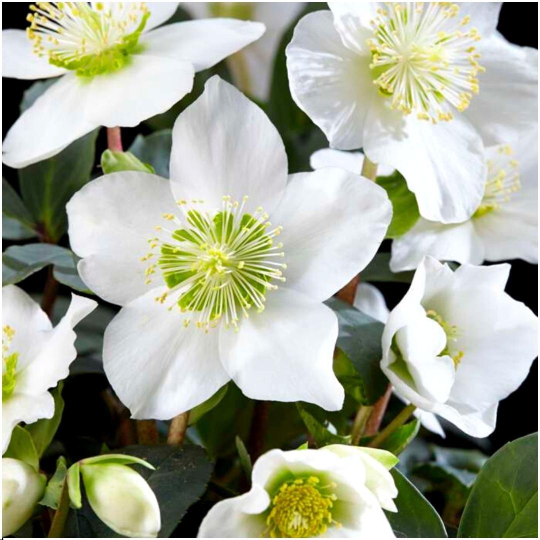 6x Helleborus niger 'Christmas Carol' - Ø 12 cm ↕ 20 cm