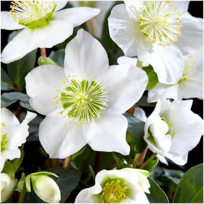 6x Helleborus niger 'Christmas Carol' - Ø 12 cm ↕ 20 cm