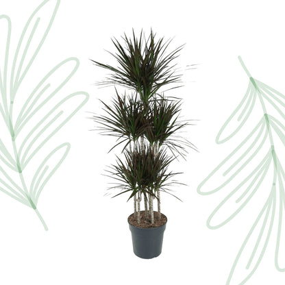 Dracaena Magenta Carrousel - 150 cm