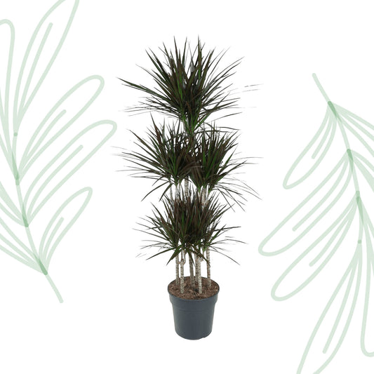 Dracaena Magenta Carrousel - 150 cm