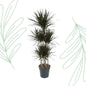 Dracaena Magenta Carrousel - 150 cm