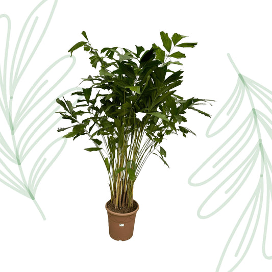Caryota Mitis - 250 cm