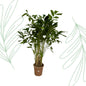 Caryota Mitis - 250 cm