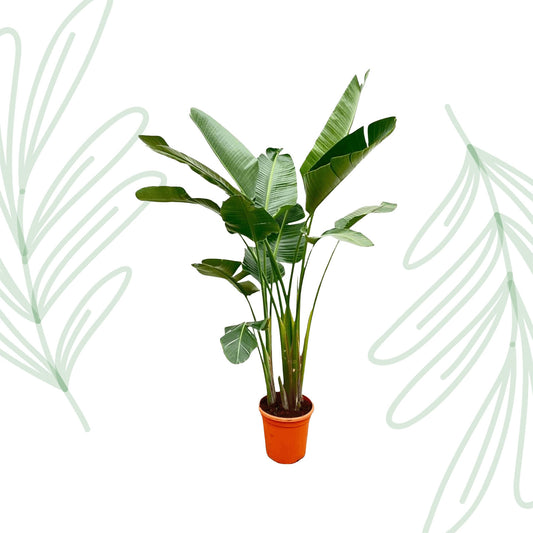 Strelitzia Augusta de luxe XXL - 250 cm - Forest Plants