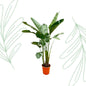 Strelitzia Augusta de luxe XXL - 250 cm - Forest Plants