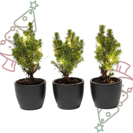 Mini-kerstboom set 3 - inclusief Boule Antraciet pot + 20 LED-lichtjes