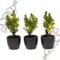 Mini-kerstboom set 3 - inclusief Boule Antraciet pot + 20 LED-lichtjes