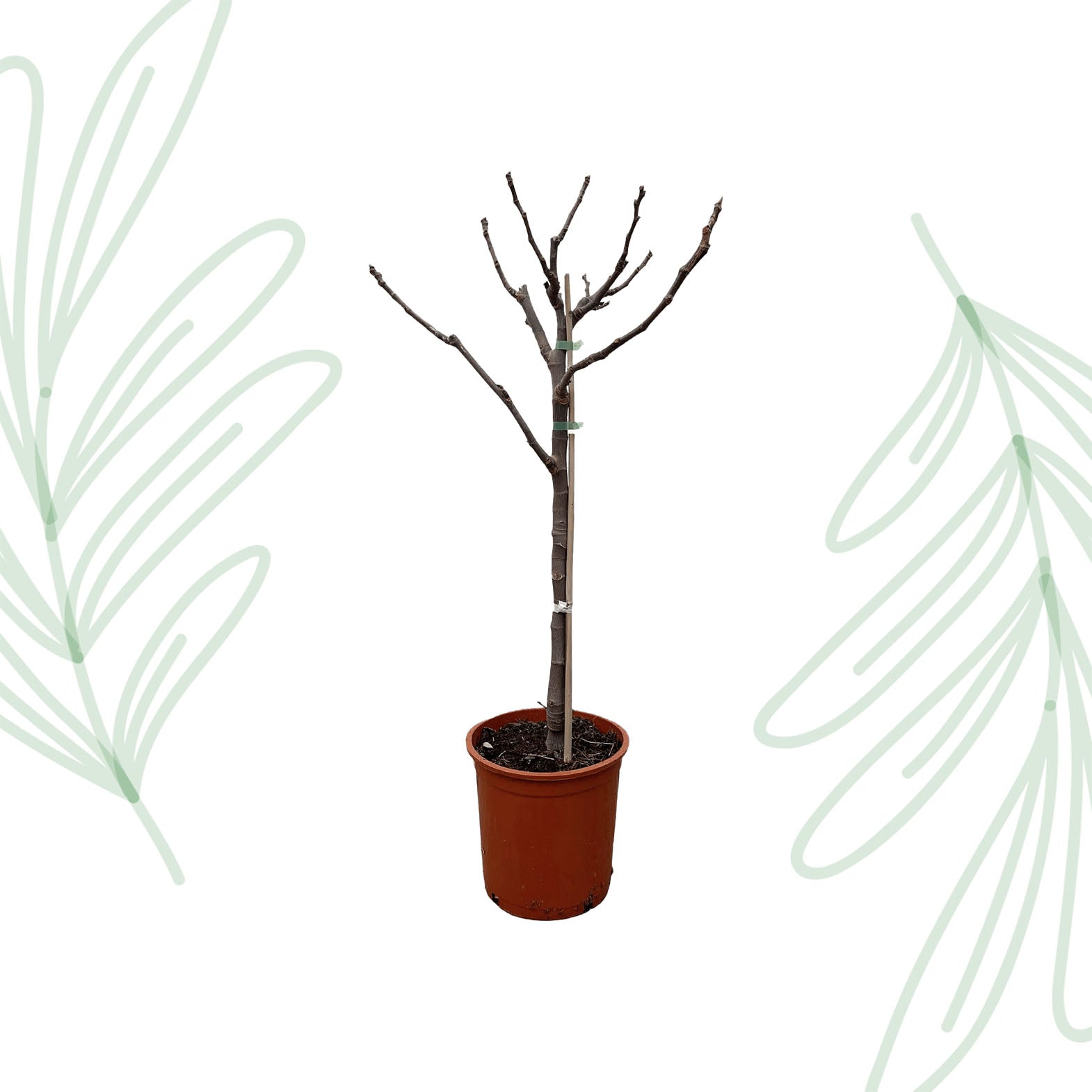 Ficus Carica op stam - 100 cm - Forest Plants