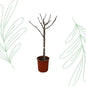 Ficus Carica op stam - 100 cm - Forest Plants