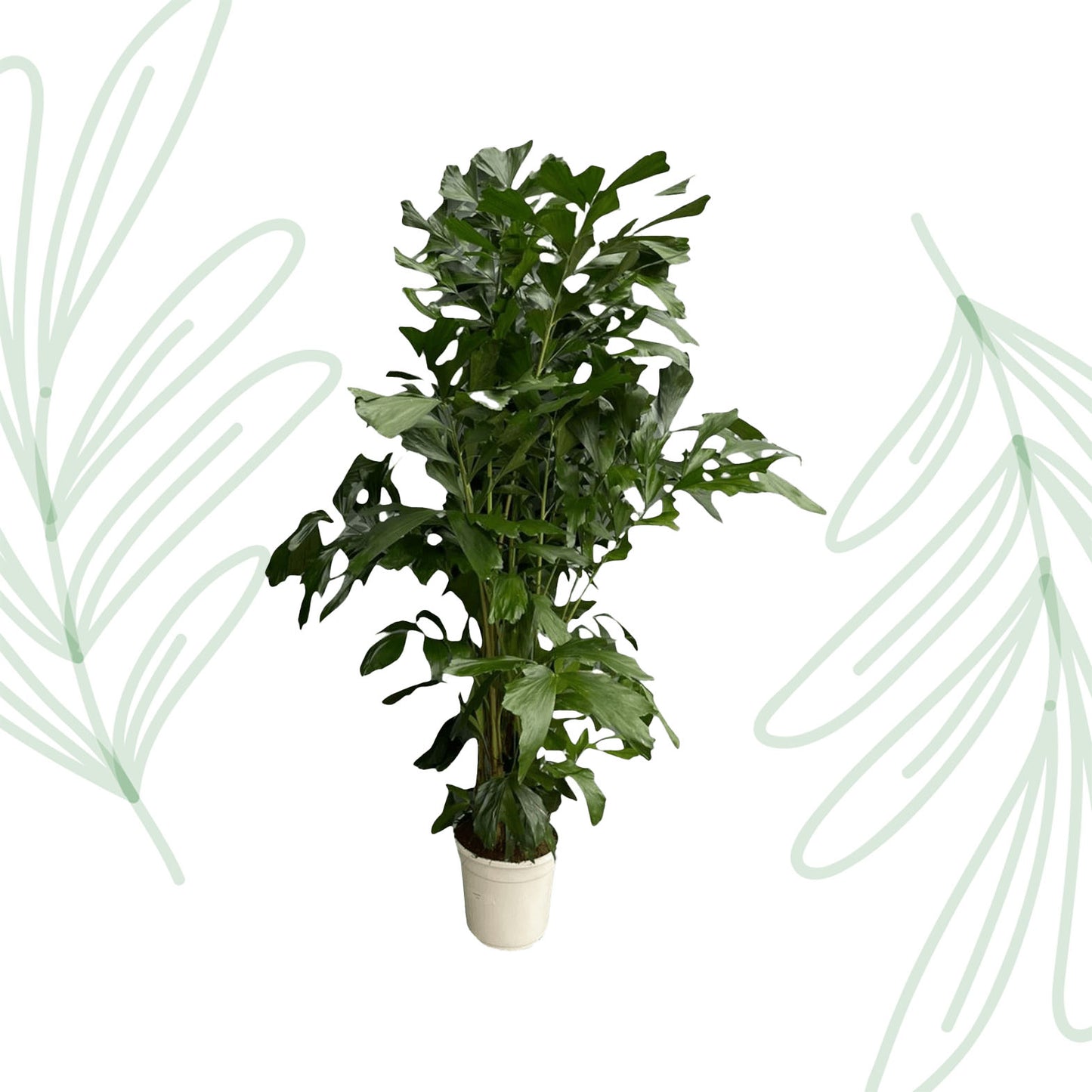 Caryota Mitis - 180 cm