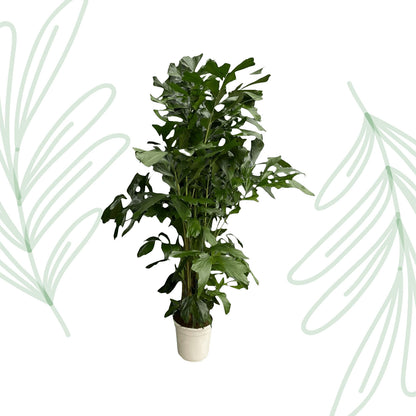 Caryota Mitis - 180 cm