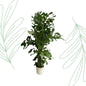Caryota Mitis - 180 cm