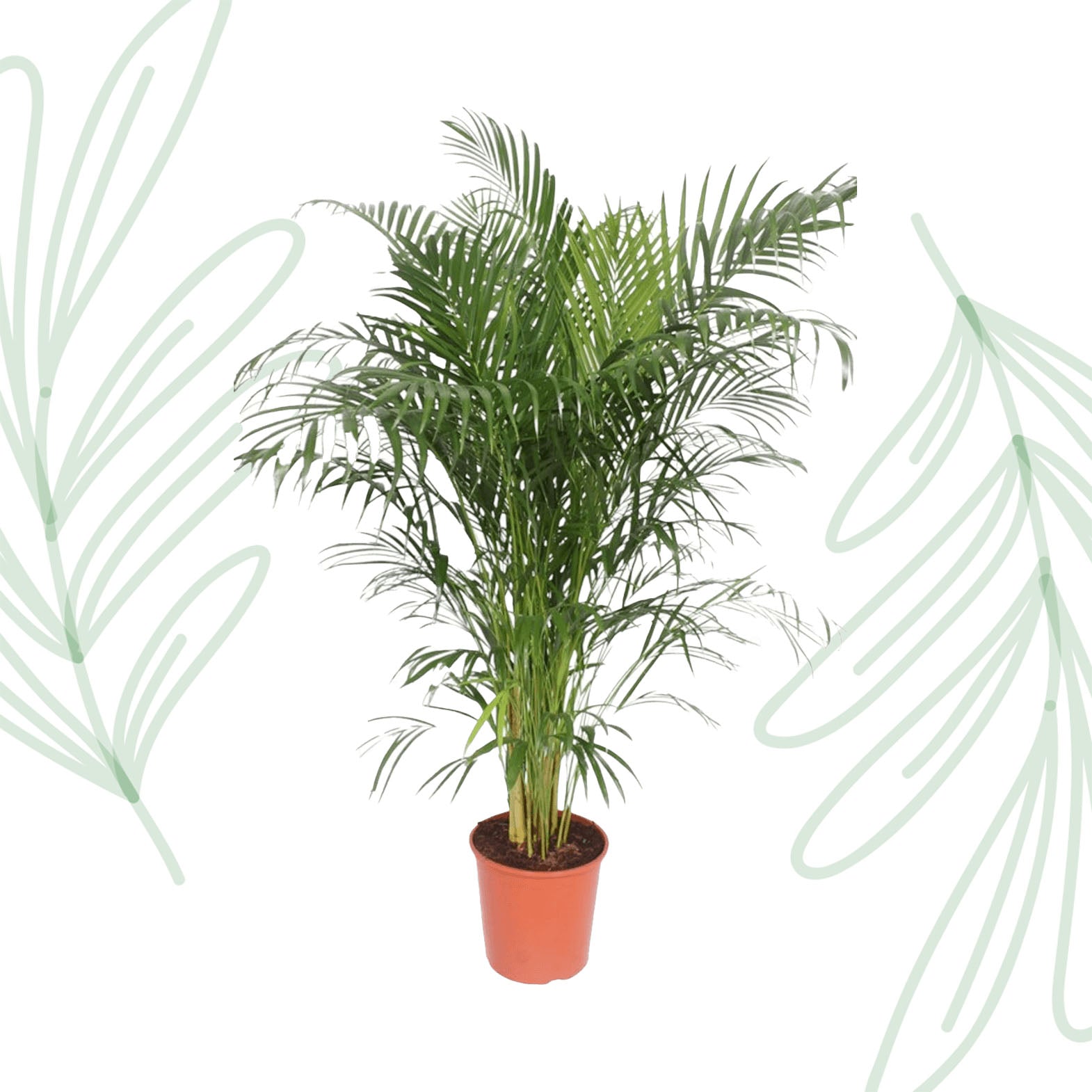 Dypsis Lutescens (Areca Palm) - 150 cm - Forest Plants