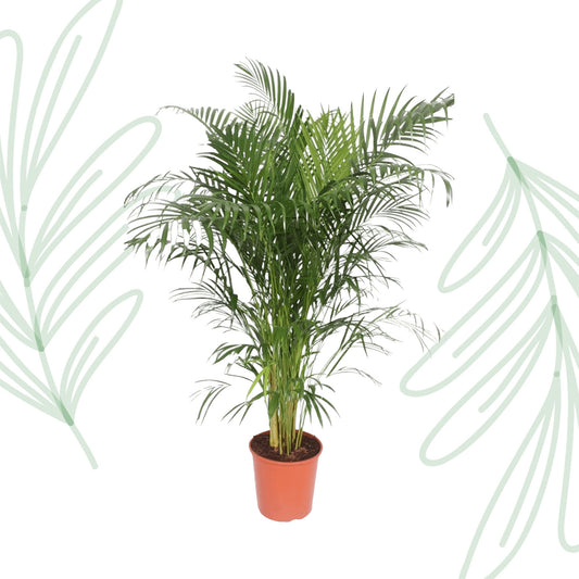 Dypsis Lutescens (Areca Palm) - 150 cm - Forest Plants