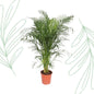 Dypsis Lutescens (Areca Palm) - 150 cm - Forest Plants