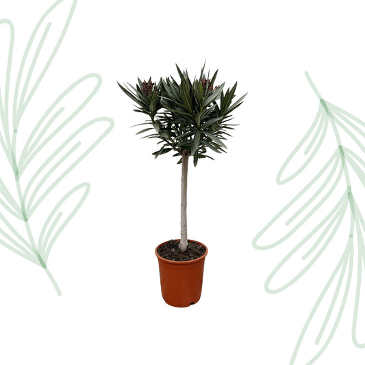 Nerium Oleander op stam met witte bloem - 90 cm - Forest Plants