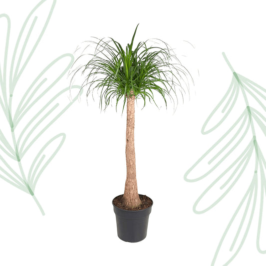 Beaucarnea stam - 120 cm - Forest Plants